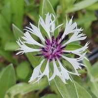 Centaurea montana 'Purple Heart'